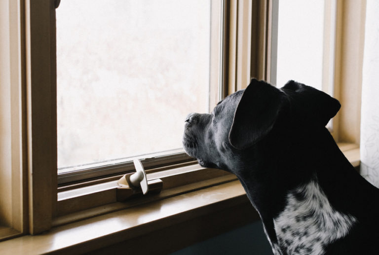 Hund allein zu Haus – den Hund ans Alleinsein gewöhnen