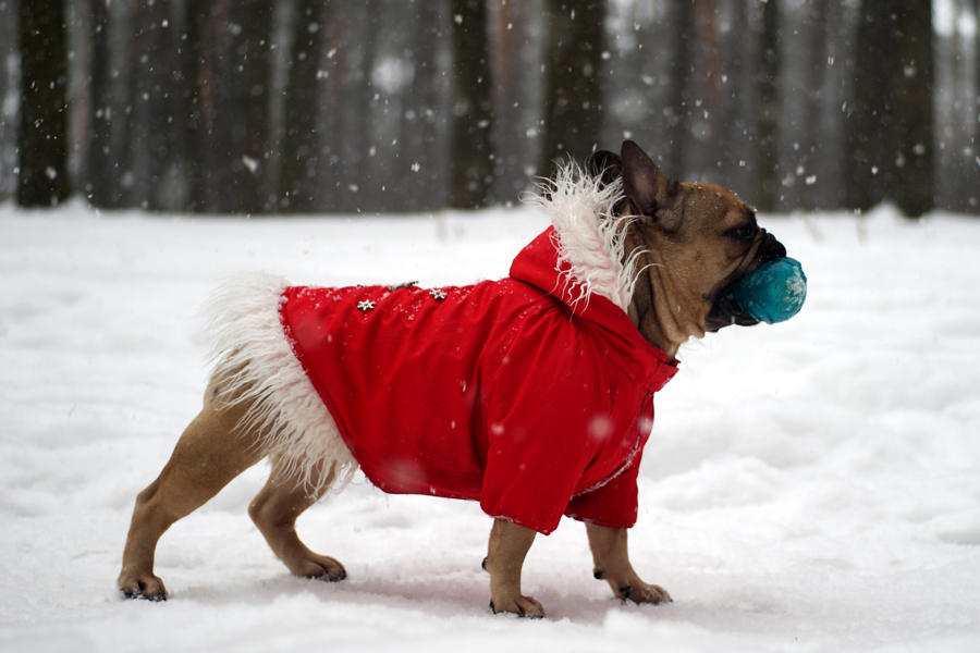 French bulldog in red jacket on the walk in forest