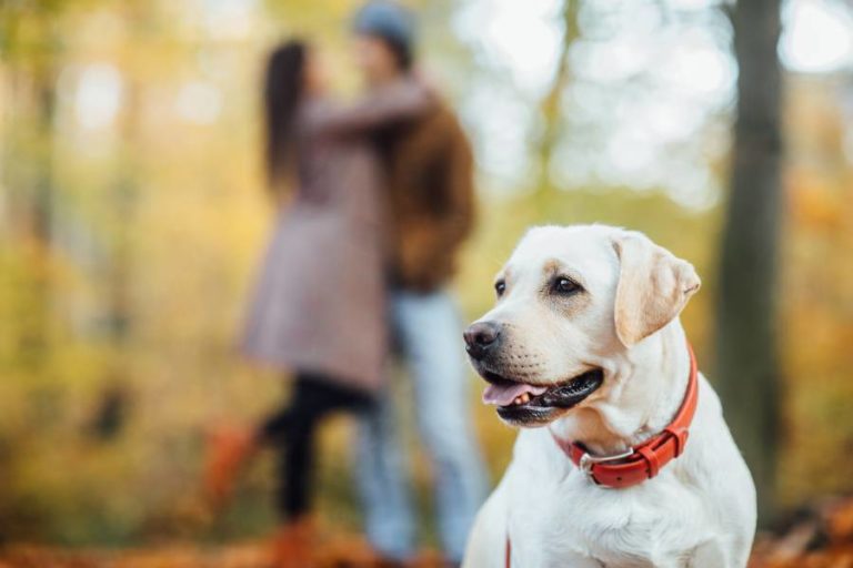 Familienfreundliche Hunde – diese Rassen sind geeignet