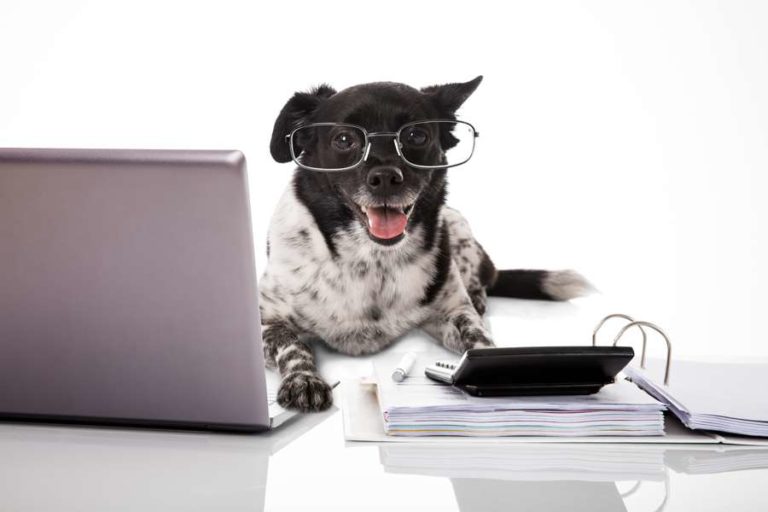 Hundesteuer – alles was Sie zur An- und Abmeldung wissen müssen