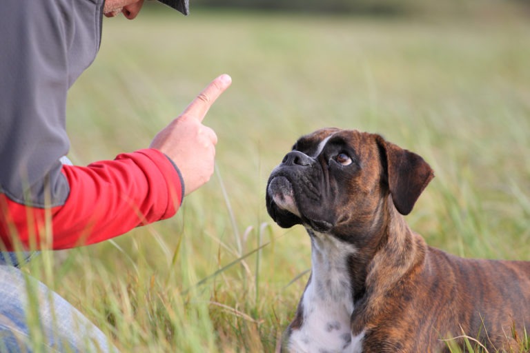 Die 6 wichtigsten Kommandos: Grundwissen für den Hund