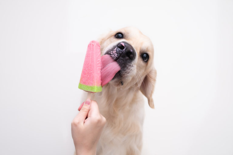 Hundeeis selber machen: die leckere Abkühlung für Ihren Hund 